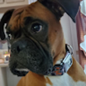 Meet your Posher, Sunny